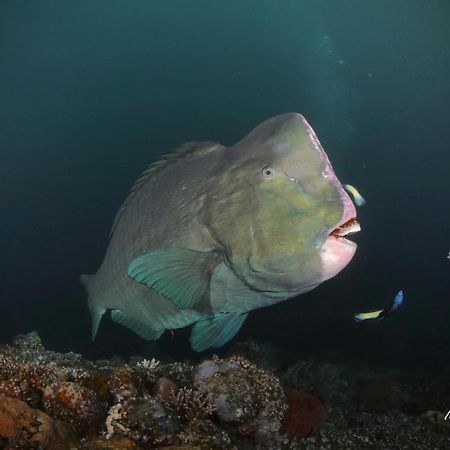 Coriana Dive Resort Waisai Exteriér fotografie