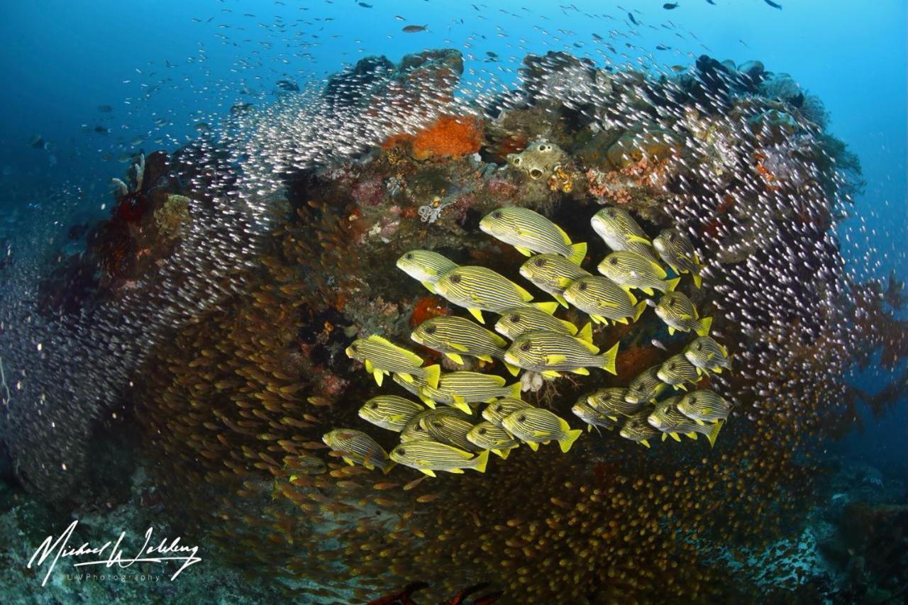Coriana Dive Resort Waisai Exteriér fotografie